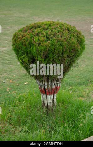 MISE AU POINT SÉLECTIVE SUR LA BELLE ET BELLE PLANTE VERTE THUJA DANS LE JARDIN AVEC UN ARRIÈRE-PLAN FLOU ISOLÉ DANS LA LUMIÈRE DU SOLEIL DU MATIN. Banque D'Images