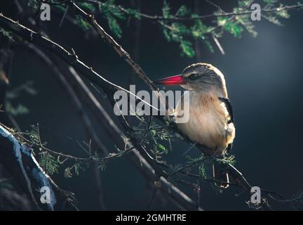 Un gros plan d'un kingfisher à capuchon brun perché la nuit sur un arbre dans une forêt Banque D'Images