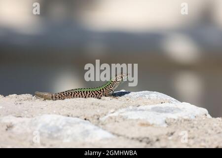 Le lézard vert se trouve sur des rochers et se prélasser au soleil Banque D'Images