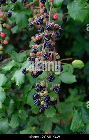 Mûres et non mûres de mûres de hedgerow - Rubus fruticosus - sur une plante sauvage en septembre. Herefordshire, Angleterre, Royaume-Uni Banque D'Images