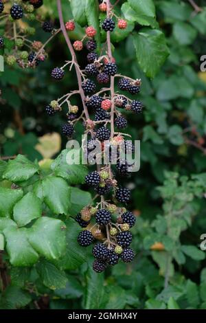 Mûres et non mûres de mûres de hedgerow - Rubus fruticosus - sur une plante sauvage en septembre. Herefordshire, Angleterre, Royaume-Uni Banque D'Images