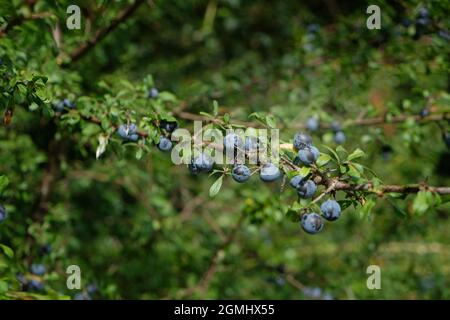 Baies mûres d'armoises sur un arbre de noirpthorn - Prunus spinosa. Le fruit est utilisé pour faire du gin sloe Banque D'Images