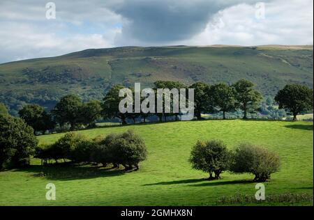 Terres agricoles luxuriantes au-dessous de Pant-y-llyn Hill, Eppynt Mynd, près de Builth Wells, Powys, pays de Galles, ROYAUME-UNI Banque D'Images