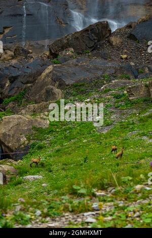 Gämsen beim Wasserfall im Bondertal, Adelboden. Escalade du chamois sous la cascade de la vallée de Bonder. Prairies alpines sur pentes raides sous haute falaise Banque D'Images