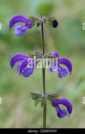 vue latérale d'une belle fleur bleue de sauge de prairie avec un arrière-plan flou Banque D'Images