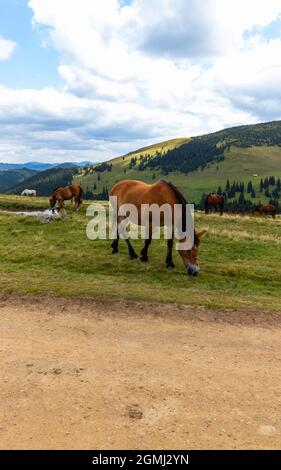 Photo en gros plan d'un cheval brun avec une manie sur son front entouré d'autres chevaux paissant tranquillement dans un paysage de montagne; Roumanie, Maramures Banque D'Images
