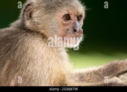 Un cliché de la tête d'un Capuchin à capuchon en coin (Cebus olivaceus) ou d'un Capuchin de Weeper avec un arrière-plan flou et un éclairage naturel. Banque D'Images