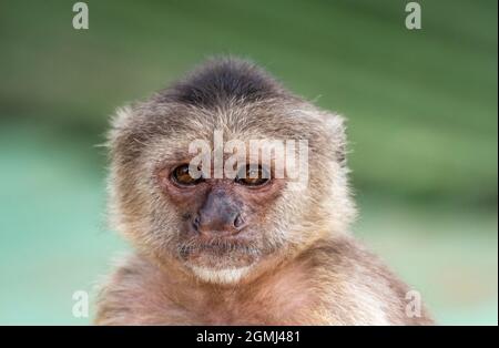 Un cliché de la tête d'un Capuchin à capuchon en coin (Cebus olivaceus) ou d'un Capuchin de Weeper avec un arrière-plan flou et un éclairage naturel. Banque D'Images