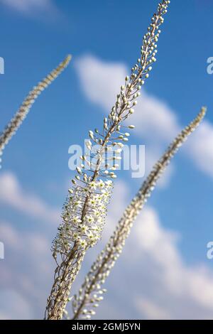 Plante florale Drimia avec des fleurs blanches et des bourgeons gros plan sur le ciel bleu. Banque D'Images