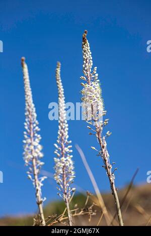 Plante florale Drimia avec des fleurs blanches et des bourgeons gros plan sur le ciel bleu. Banque D'Images