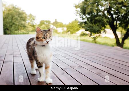 Magnifique chat tricolore sur la terrasse en bois marron en plein air Banque D'Images