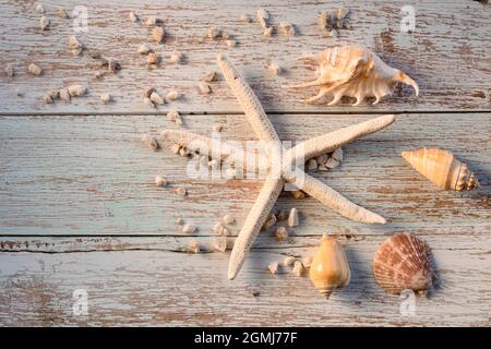 Coquillages et étoiles de mer sur fond de bois. Été, concept de voyage Banque D'Images