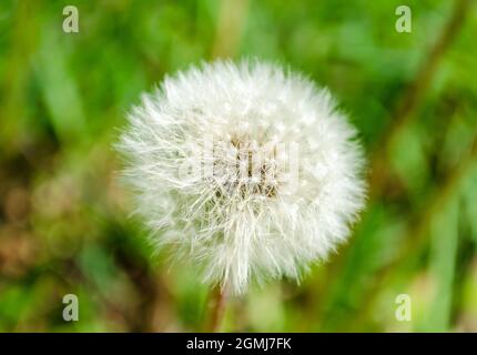 Bourgeon pissenlit. Pissenlit fleurs blanches dans l'herbe verte Banque D'Images