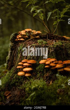 Un cliché vertical de champignons à chapeau large qui poussent près d'un tronc d'arbre coupé dans une forêt Banque D'Images