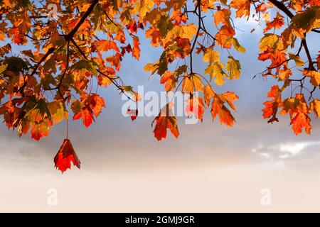 Feuilles d'automne rouges suspendues à un arbre avec ciel d'aube et arrière-plan de l'espace de copie Banque D'Images