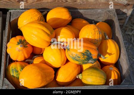Petite citrouille orange dans des boîtes, vue de dessus. Récolte saisonnière d'automne, récolte locale. Banque D'Images