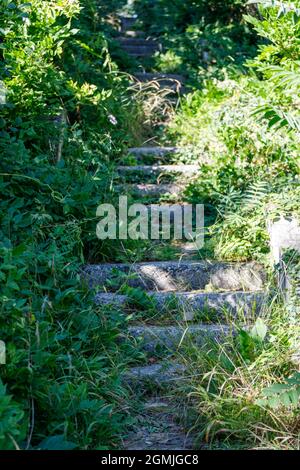 l'escalier est surcultivé avec des plantes. cadre vertical. Photo de haute qualité Banque D'Images