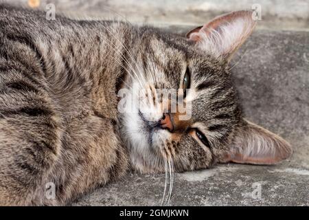 Chat tabby couché sur un toit en ardoise et reposant Banque D'Images