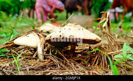 Les champignons de Parasol ou Macrolepiota procera dans un pré sur le bord de la forêt de pins avec des gens en arrière-plan Banque D'Images