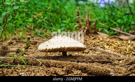 Prise de champignons poussant sur une bûche de mousse dans la forêt. Focalisé de manière sélective sur les bords les plus proches des champignons et rétroéclairé par le soleil. Banque D'Images