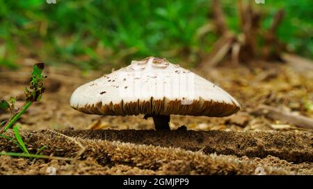 Gros plan magnifique de champignons des bois. Recueillir des champignons. Photo de champignons, forêt, forêt contexte photo Banque D'Images