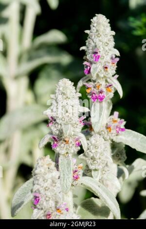 Stachys 'Silver Carpet', Stachys byzantina 'Silver Carpet' Banque D'Images