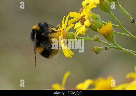 Le bumblebee-Bombus terrestris pollinise sur le Ragwort à feuilles étroites - Senecio inaequidens. Banque D'Images