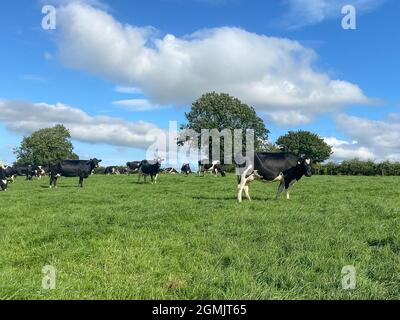 Le troupeau de vaches laitières holstein paître sur pâturage pendant la chaude journée ensoleillée en été sur fond bleu ciel Banque D'Images