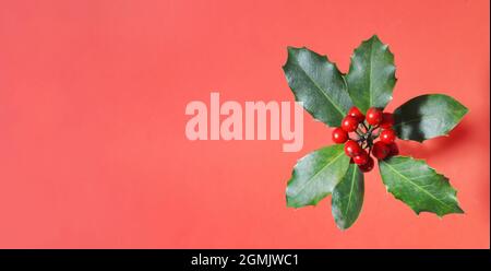 Houx de Noël avec baies sur fond rouge avec espace de copie Banque D'Images