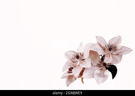 Arrière-plan floral avec des fleurs clematis dans le coin et l'espace de copie Banque D'Images