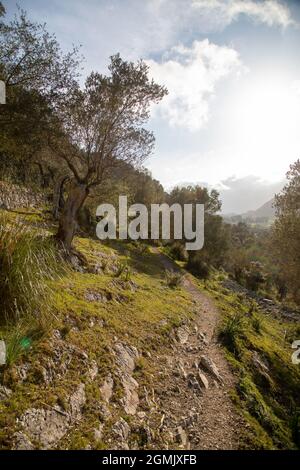 Sentier de randonnée autour d'Alaro et de l'Orient avec des oliviers Banque D'Images
