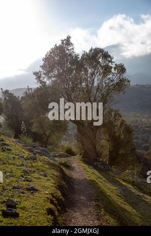 Sentier de randonnée autour d'Alaro et de l'Orient avec des oliviers Banque D'Images