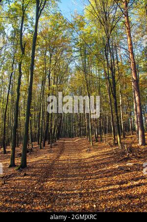 Forêt d'automne, feuillus hêtre arbres bois, Chriby, République Tchèque Banque D'Images