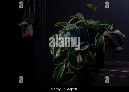 Krimson Queen (Hoya carnosa) plante intérieure. Dans un pot bleu vintage à une vraie vieille table en bois sur fond de porte sombre. Banque D'Images