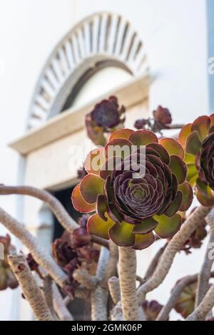 L'écheveria rouge et l'aeonienum sont succulents et poussent dans un pot sur l'île grecque de Folegandros Banque D'Images