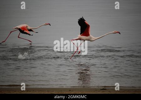 Des flamants flamant en vol Banque D'Images