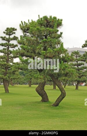 Arbre de forme unique sur le complexe du Palais Royal Imperial à Tokyo, Japon Banque D'Images