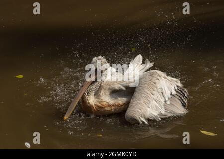 Oiseau rose pélican dans le lac noir en été ensoleillé jour chaud Banque D'Images