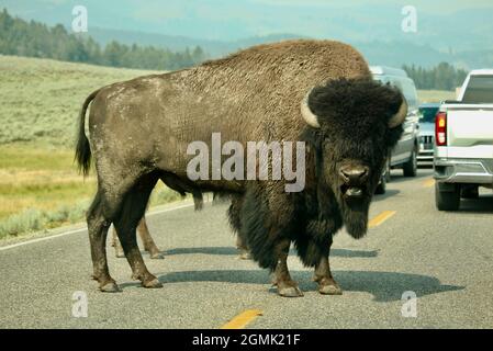 Gros bison mâle sur la route Banque D'Images