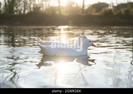 Deux canards blancs nageant sur un lac avec le coucher du soleil sur le fond Banque D'Images