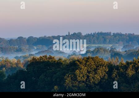 Brume se jetant bas entre les arbres, tôt à la fin d'un matin d'été Banque D'Images