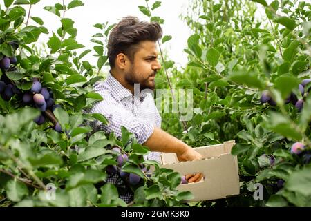 Jardinier indien cueillant des prunes mûres dans le jardin Banque D'Images