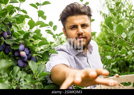 Jardinier indien cueillant des prunes mûres dans le jardin Banque D'Images