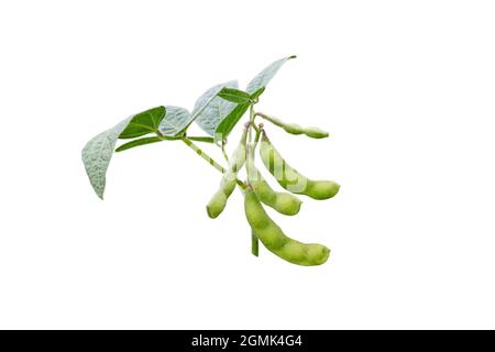 Plante glycine max avec haricots et feuilles. Branche de soja ou de soja isolée sur blanc. Banque D'Images