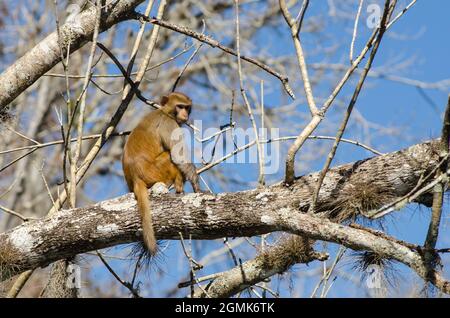 Un singe rhésus macaques se trouve sur un membre d'arbre dans le parc national de Silver Springs, Floride, États-Unis Banque D'Images