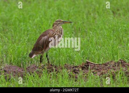 Indian Pond-heron (Ardeola grayii) une marche immature dans le champ de paddyfield Sri Lanka Décembre Banque D'Images