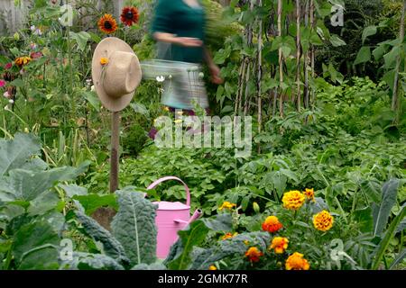 Femme dans un jardin potager. Jardinière féminine cueillant des légumes dans son jardin de cuisine domestique. ROYAUME-UNI Banque D'Images