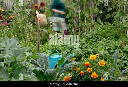 Femme dans un jardin potager. Jardinière féminine cueillant des légumes dans son jardin de cuisine domestique. ROYAUME-UNI Banque D'Images