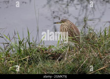 Oiseau de plumage non reproducteur à la lisière des eaux de Chitwan (Népal), Ardeola grayii Janvier Banque D'Images