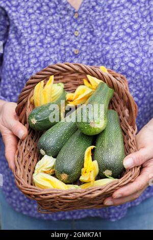 Femme avec courgettes. Jardinière féminine avec une courgette maison fraîchement cueillie « Defender » et des fleurs de courgette dans une truche dans son jardin de cuisine. ROYAUME-UNI Banque D'Images